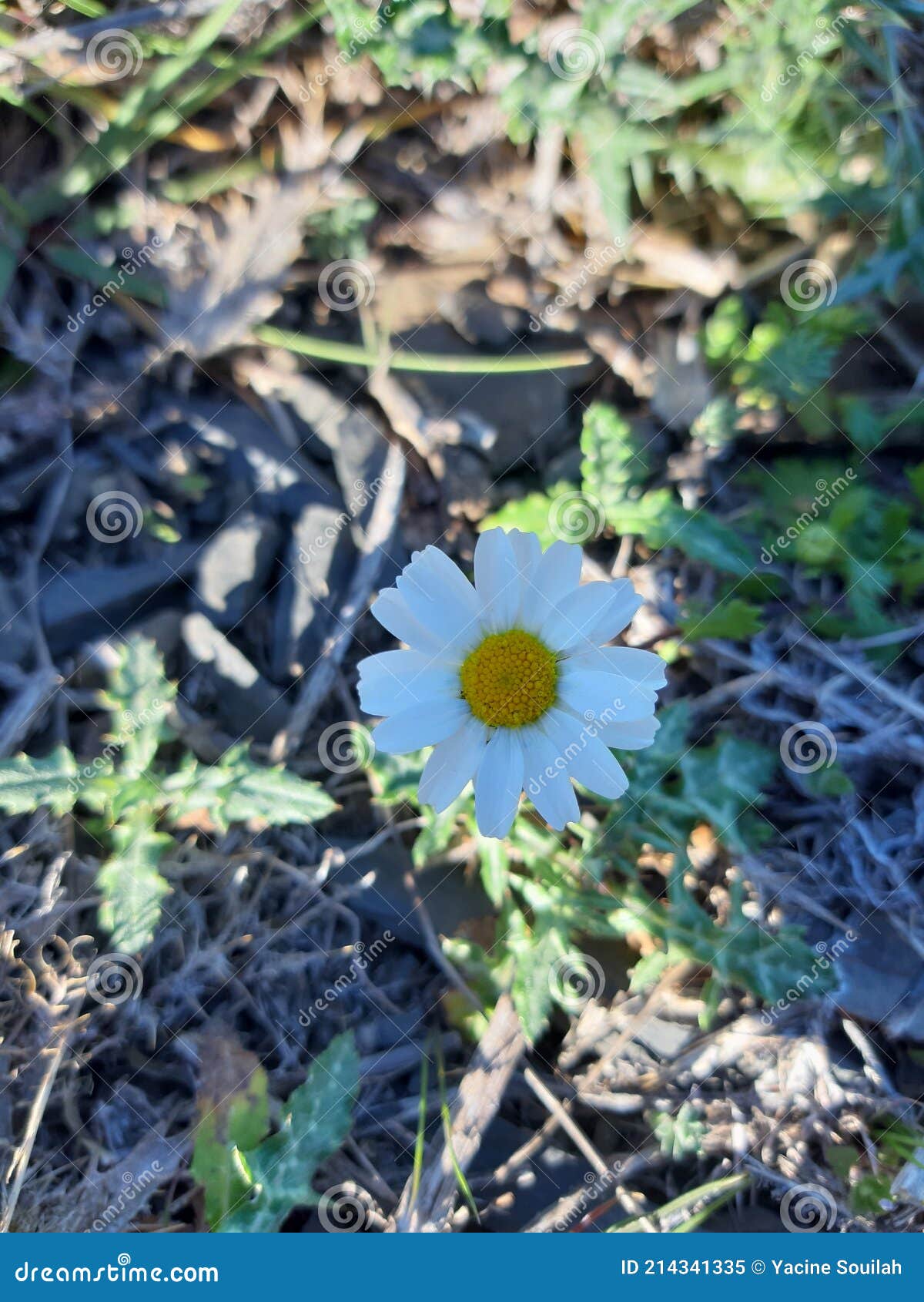Daisy Flower in Green Weeds Stock Image Image of daisy, weeds 214341335