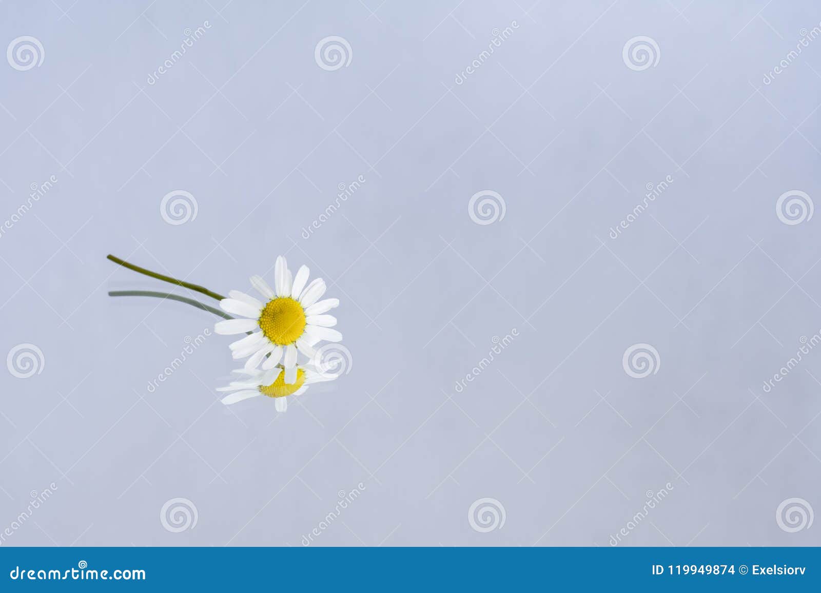 A Daisy Flower and Its Reflection on a Mirror Surface Stock Photo