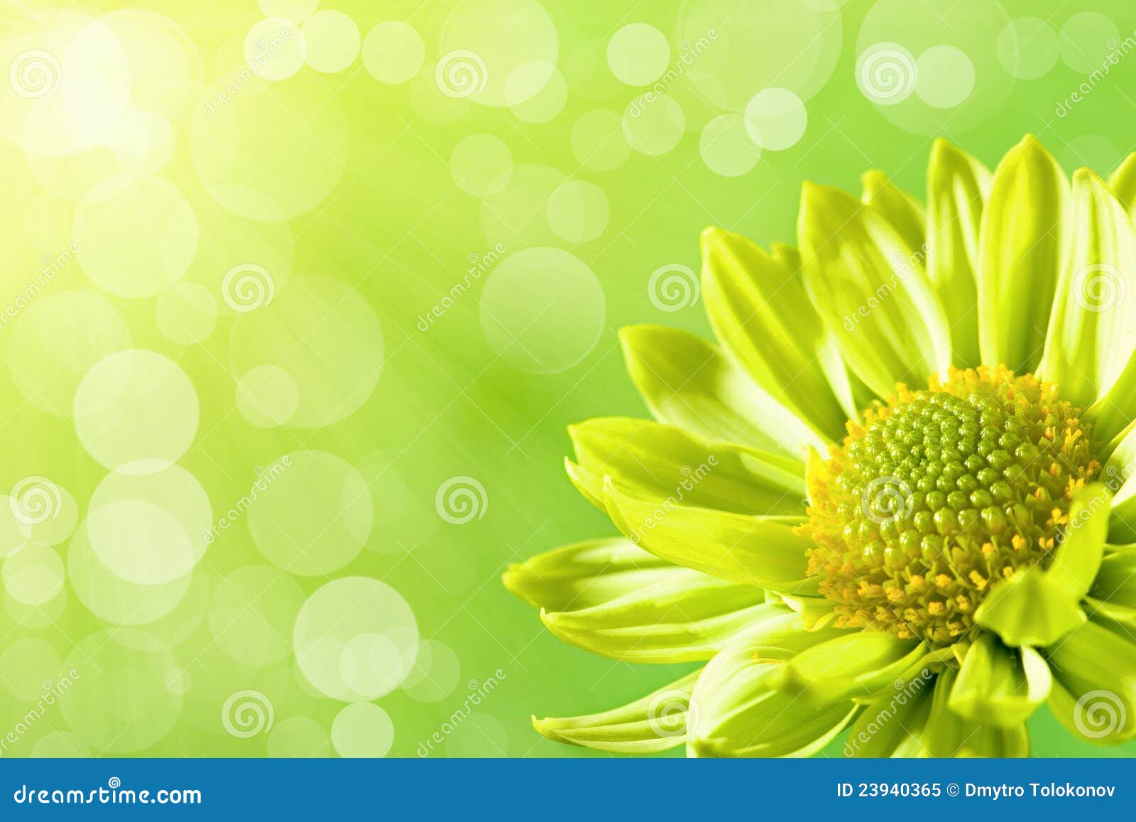 Daisy Flower Under the Sun Light Stock Image Image of beauty