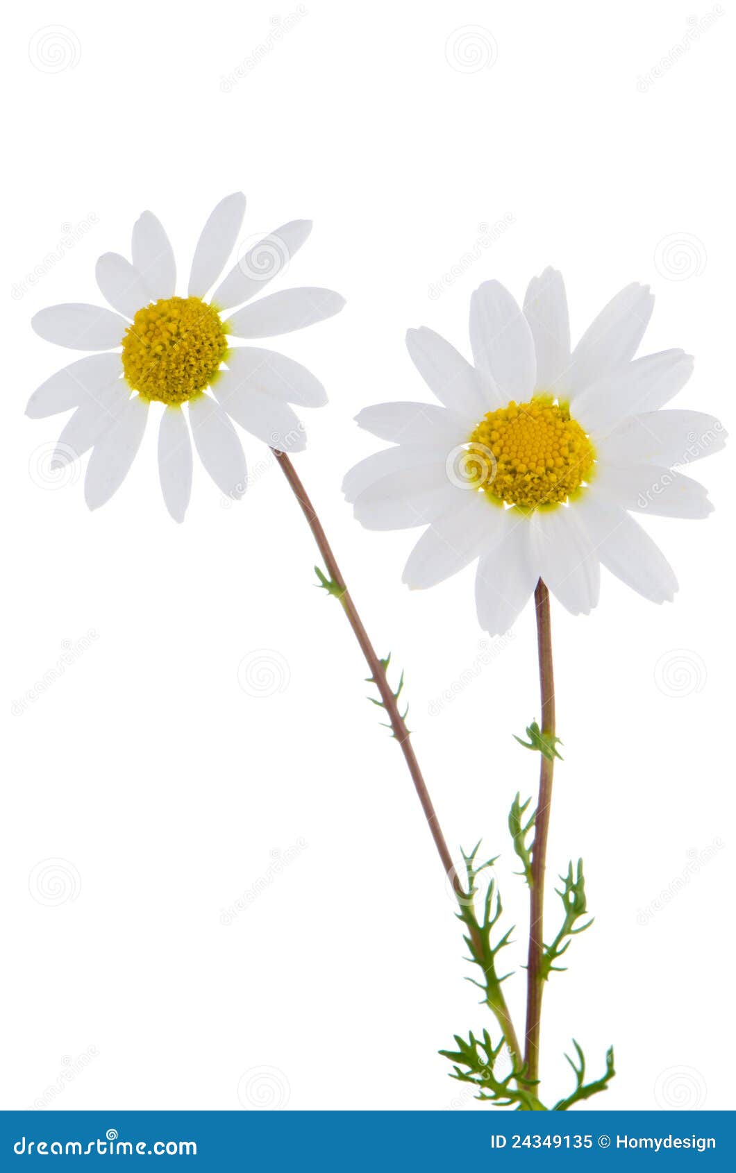 Daisy flowers stock image. Image of clipping, daisy, head 24349135