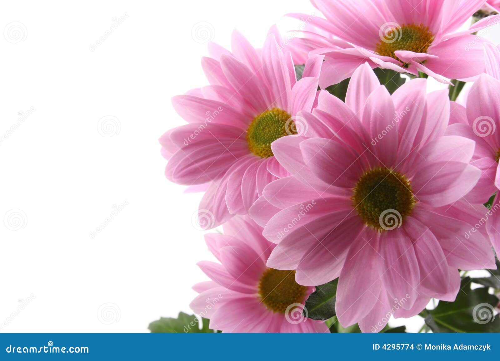 Daisy flowers stock photo. Image of blooming, flora, buds 4295774