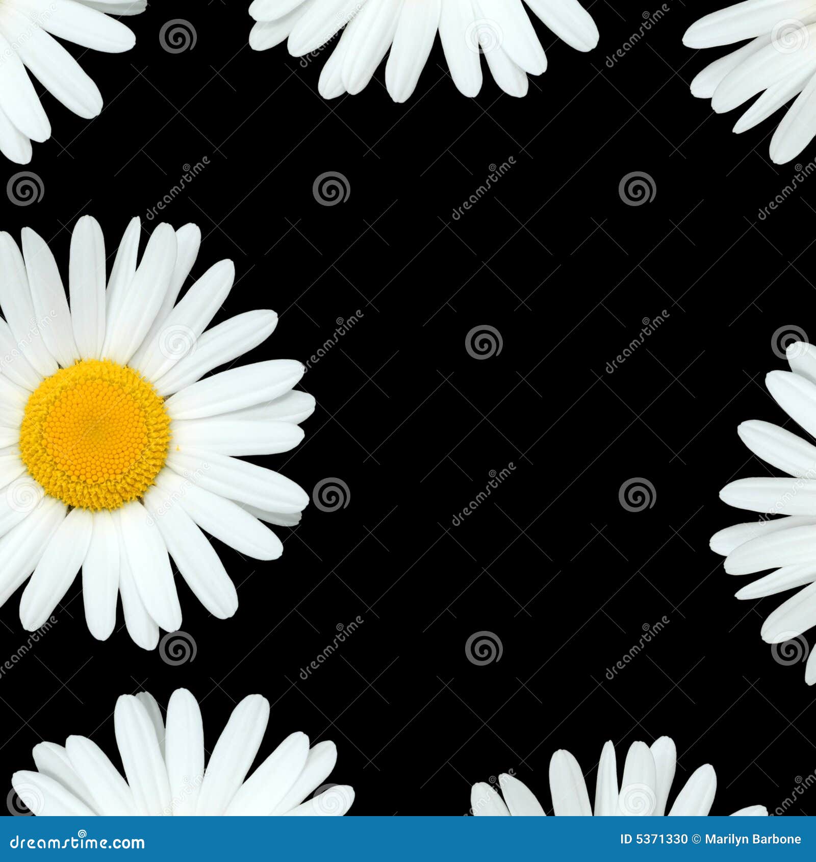 daisy-flowers-5371330.jpg