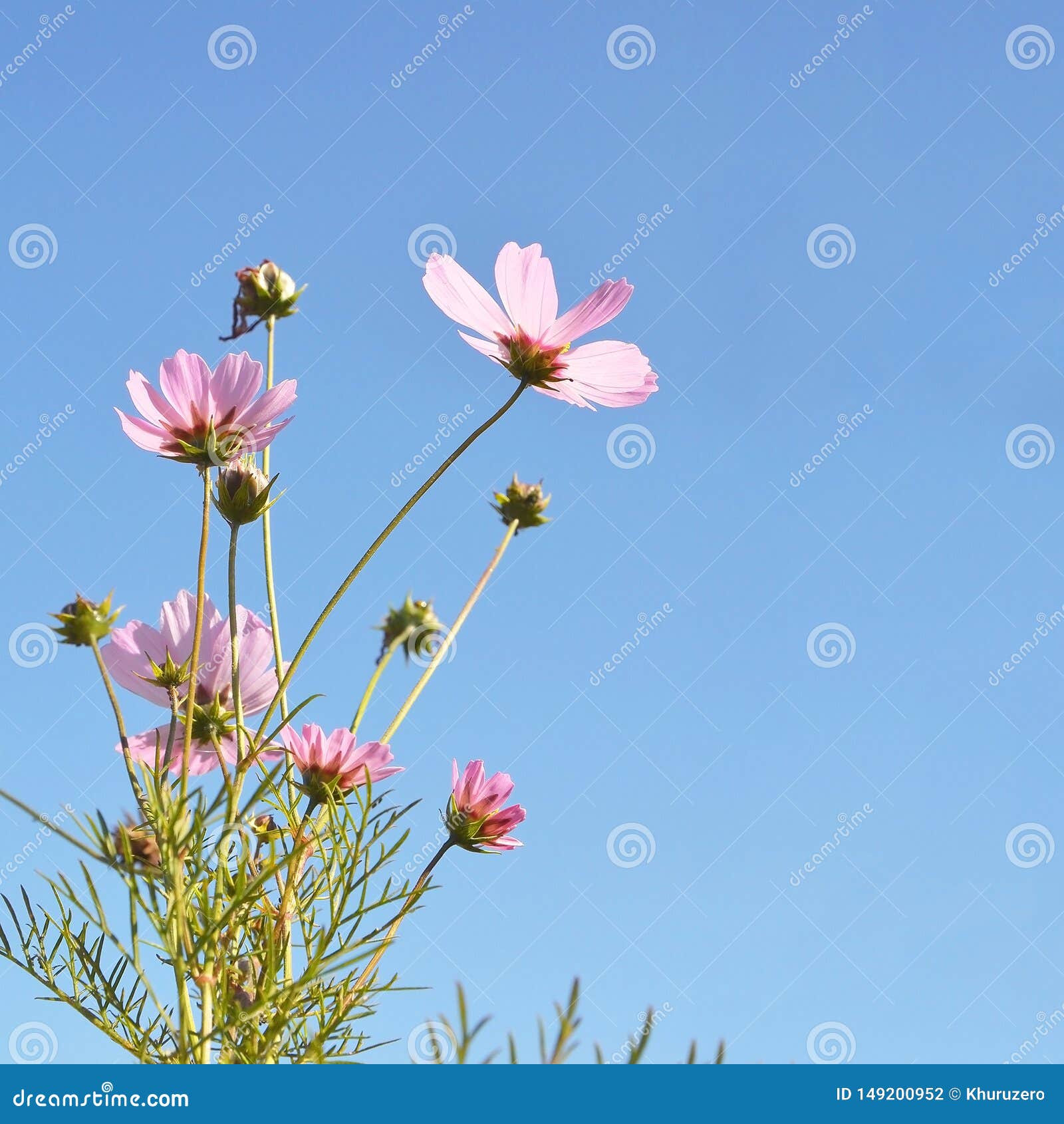 Daisy flowers stock photo. Image of colorful, growth 149200952