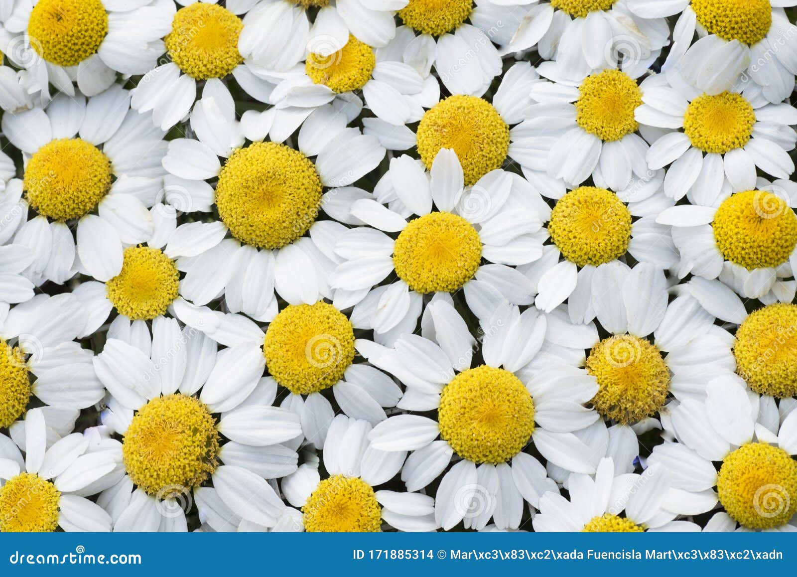 Daisy Flowers Arranged Next To Each Other Stock Photo Image of white, daisy 171885314