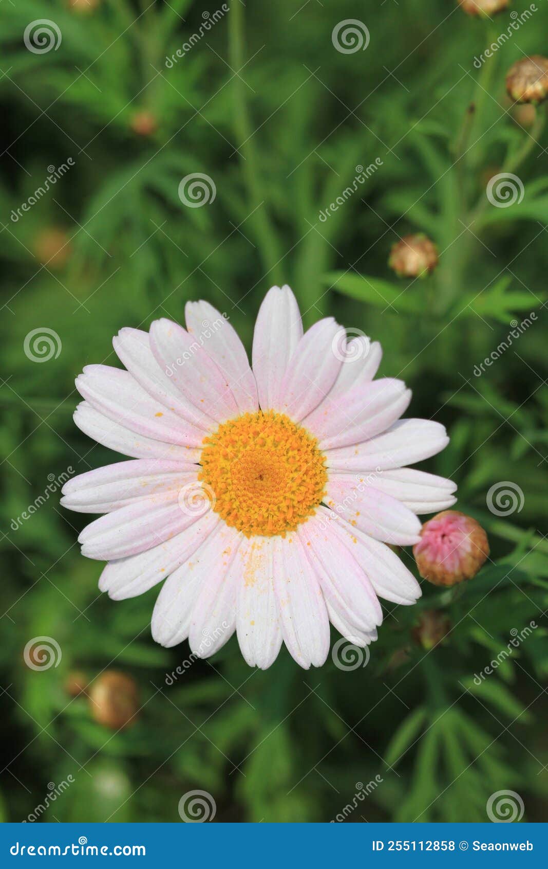 A Daisy Flowers on Back Ground of the Season Landscape Stock Photo