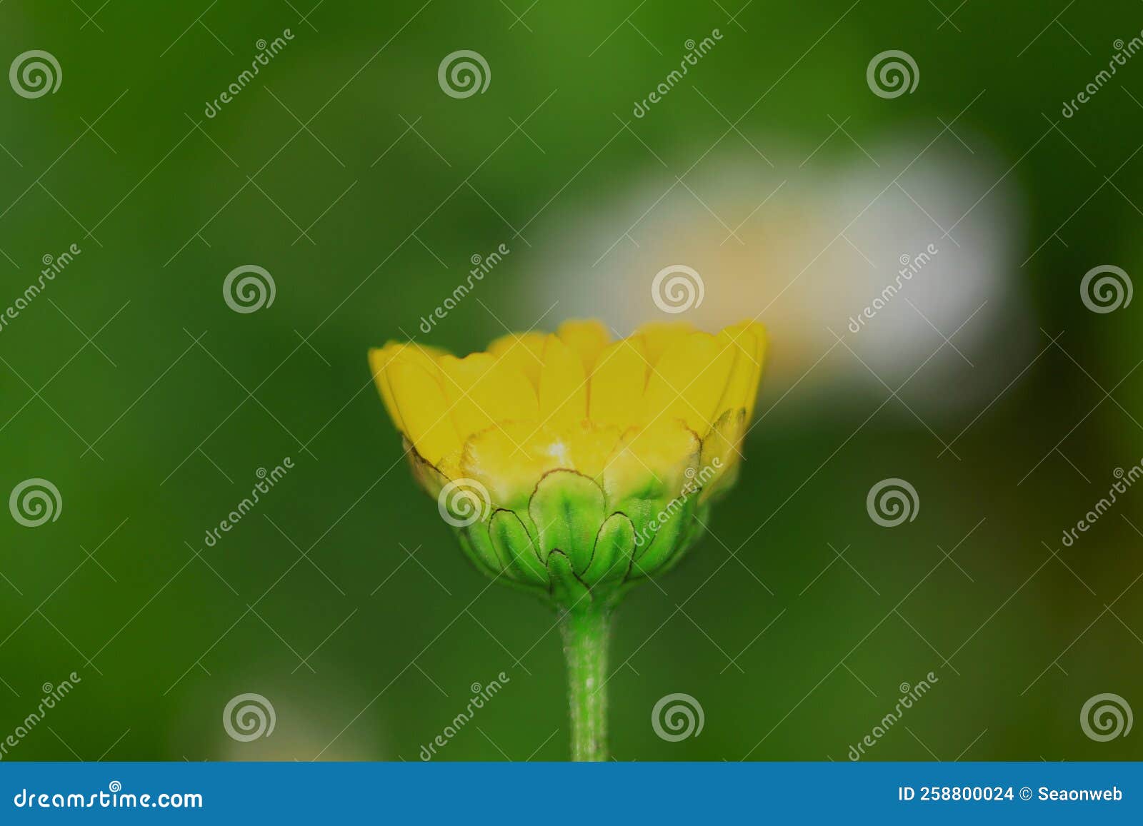 A Daisy Flowers on Back Ground of the Season Landscape Stock Photo