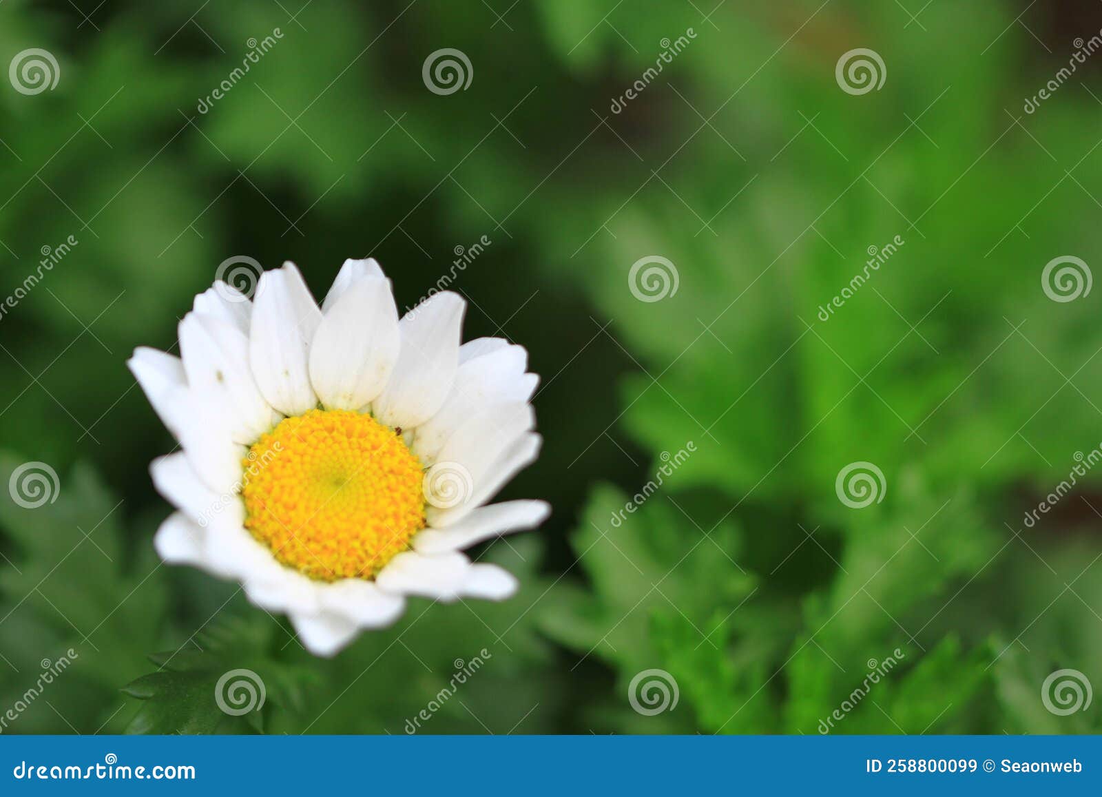 A Daisy Flowers on Back Ground of the Season Landscape Stock Image