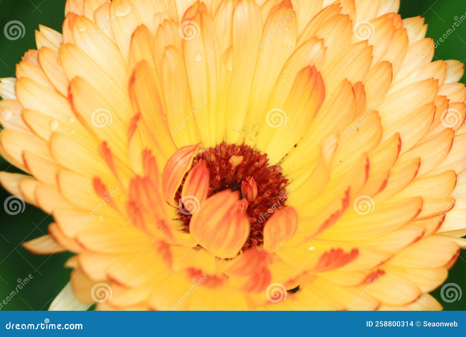 A Daisy Flowers on Back Ground of the Season Landscape Stock Photo