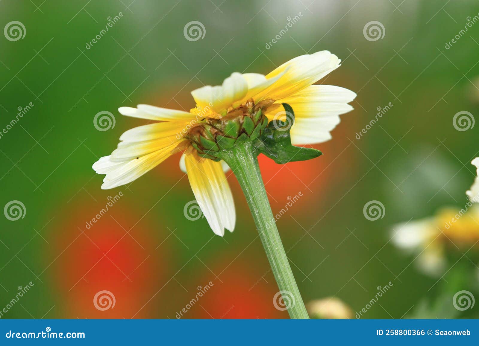 A Daisy Flowers on Back Ground of the Season Landscape Stock Photo