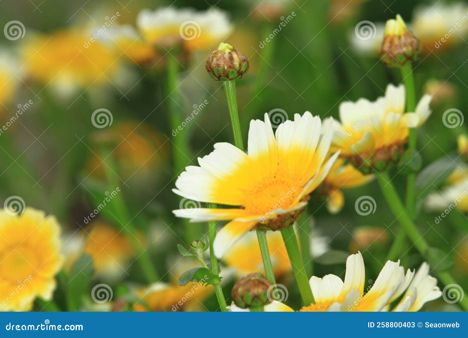 A Daisy Flowers on Back Ground of the Season Landscape Stock Image