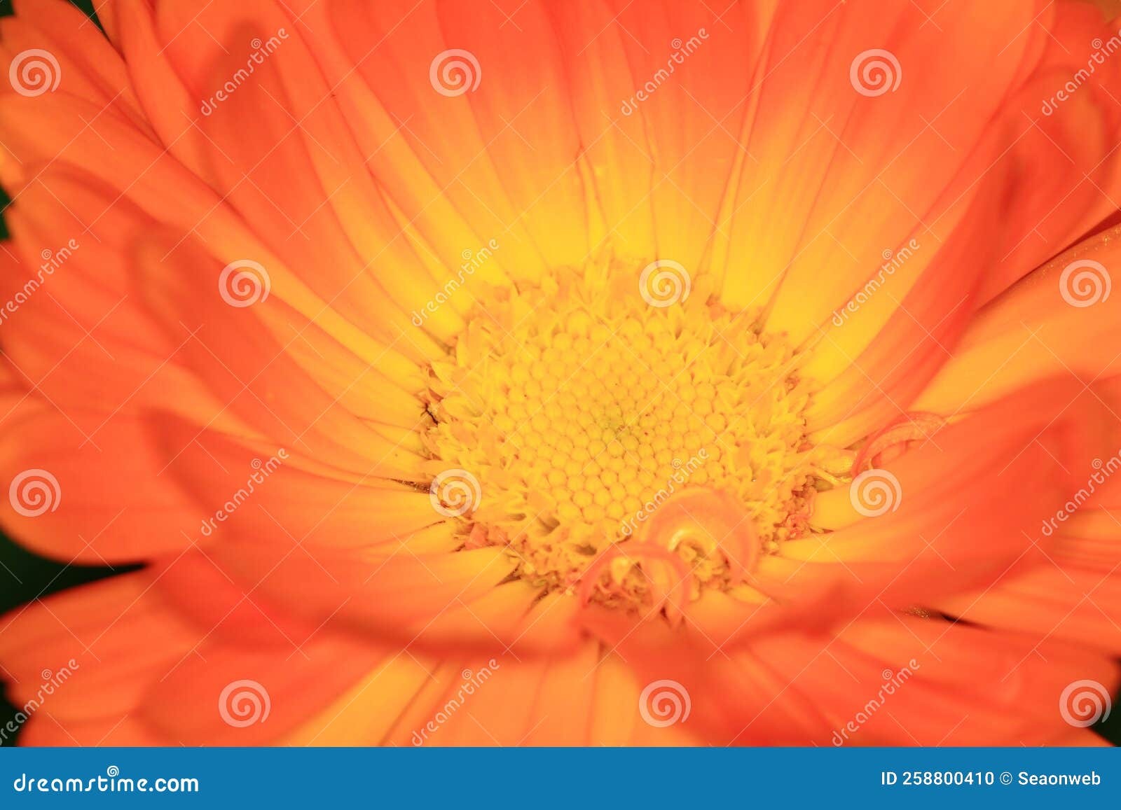 A Daisy Flowers on Back Ground of the Season Landscape Stock Photo