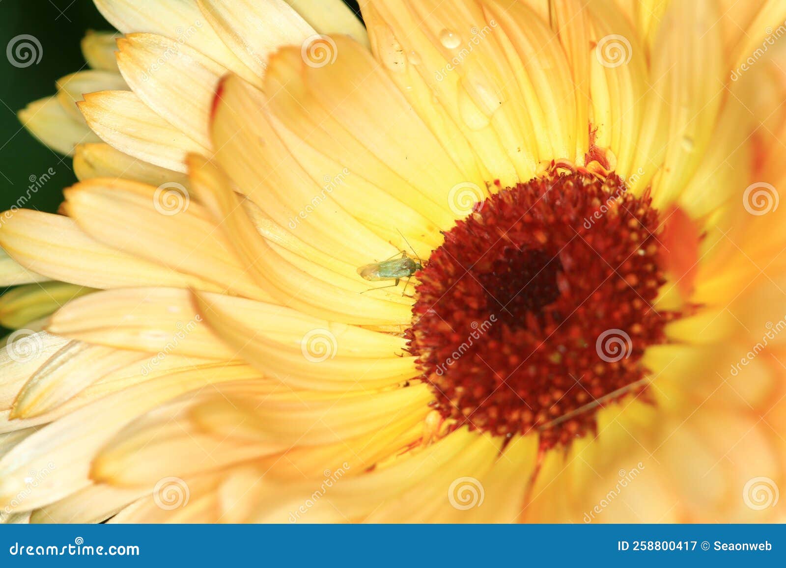 A Daisy Flowers on Back Ground of the Season Landscape Stock Image