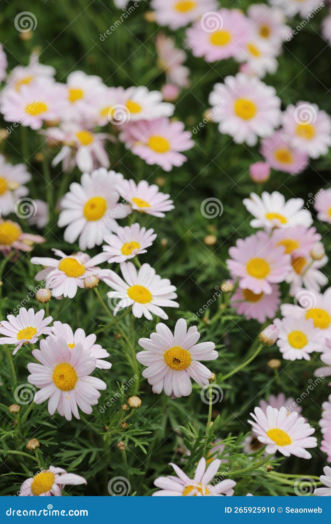 A Daisy Flowers on Back Ground of the Season Landscape Stock Photo