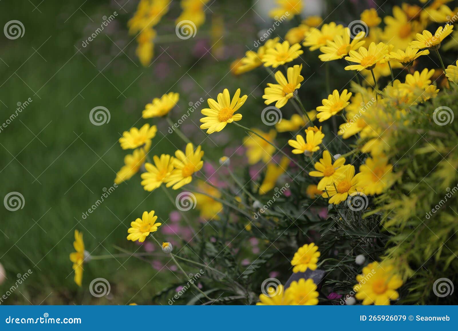 A Daisy Flowers on Back Ground of the Season Landscape Stock Image
