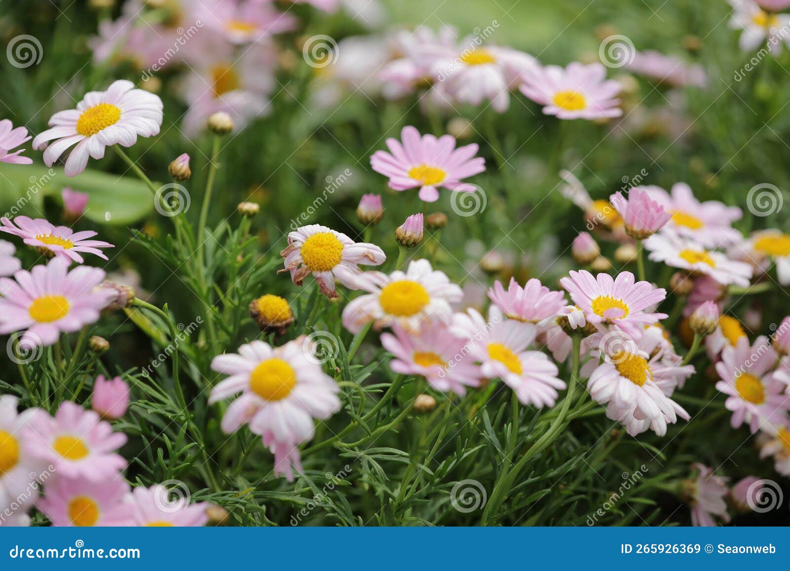 A Daisy Flowers on Back Ground of the Season Landscape Stock Image