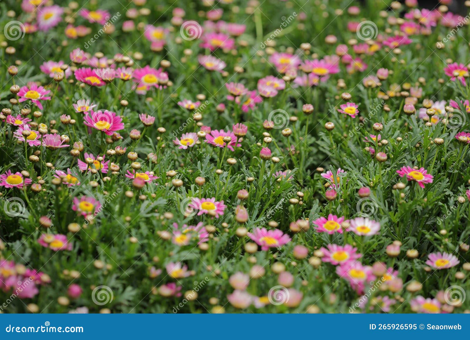 A Daisy Flowers on Back Ground of the Season Landscape Stock Image