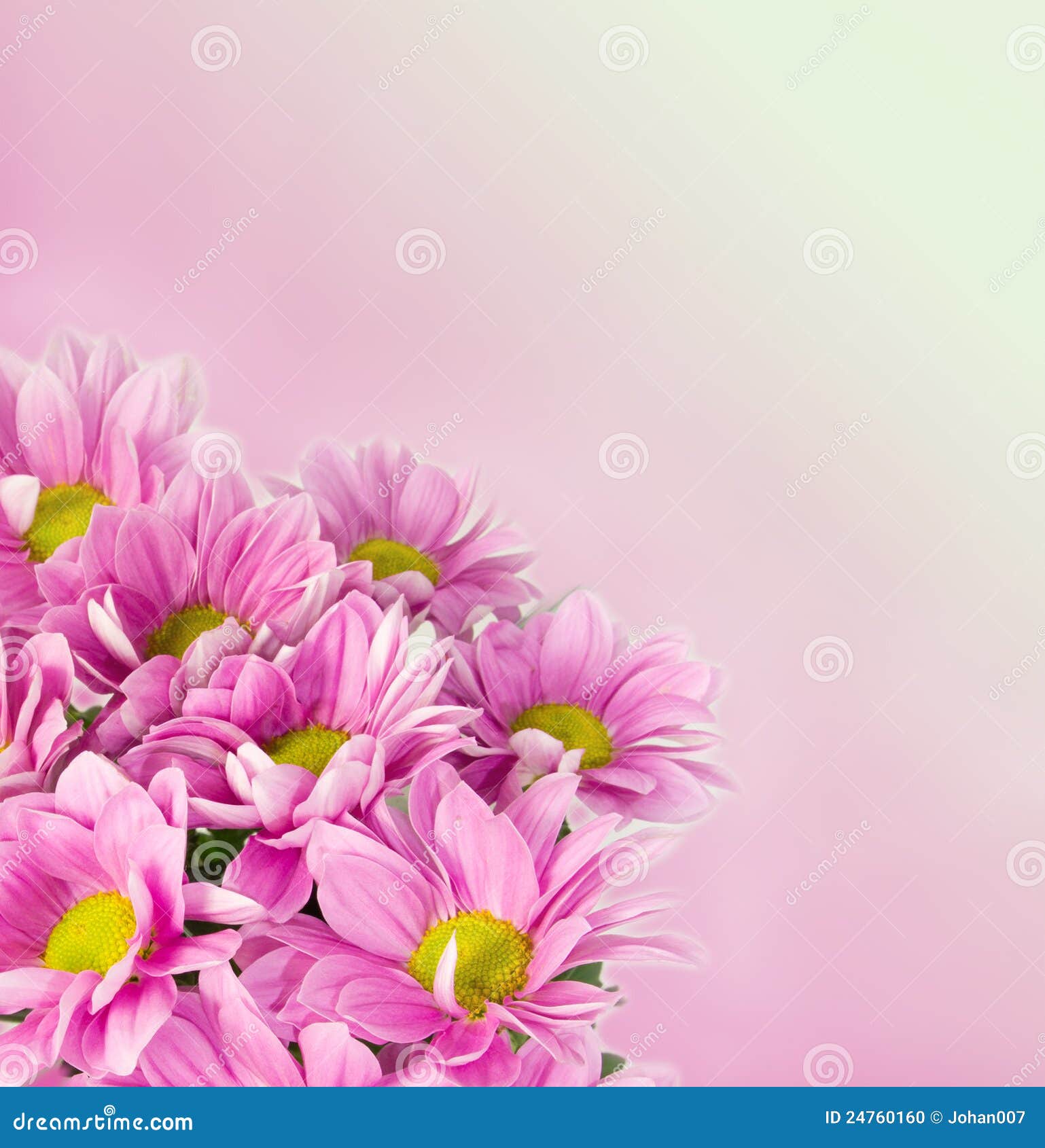 Daisy flowers background stock photo. Image of bright - 24760160