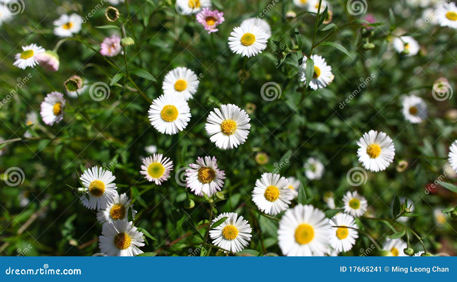 Daisy flowers in bloom stock image. Image of grass, white 17665241
