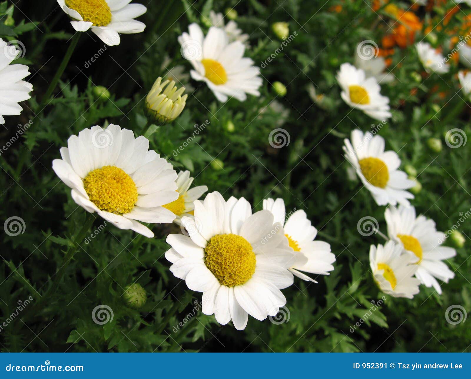 Daisy flowers in bloom stock image. Image of colorful, closeup 952391
