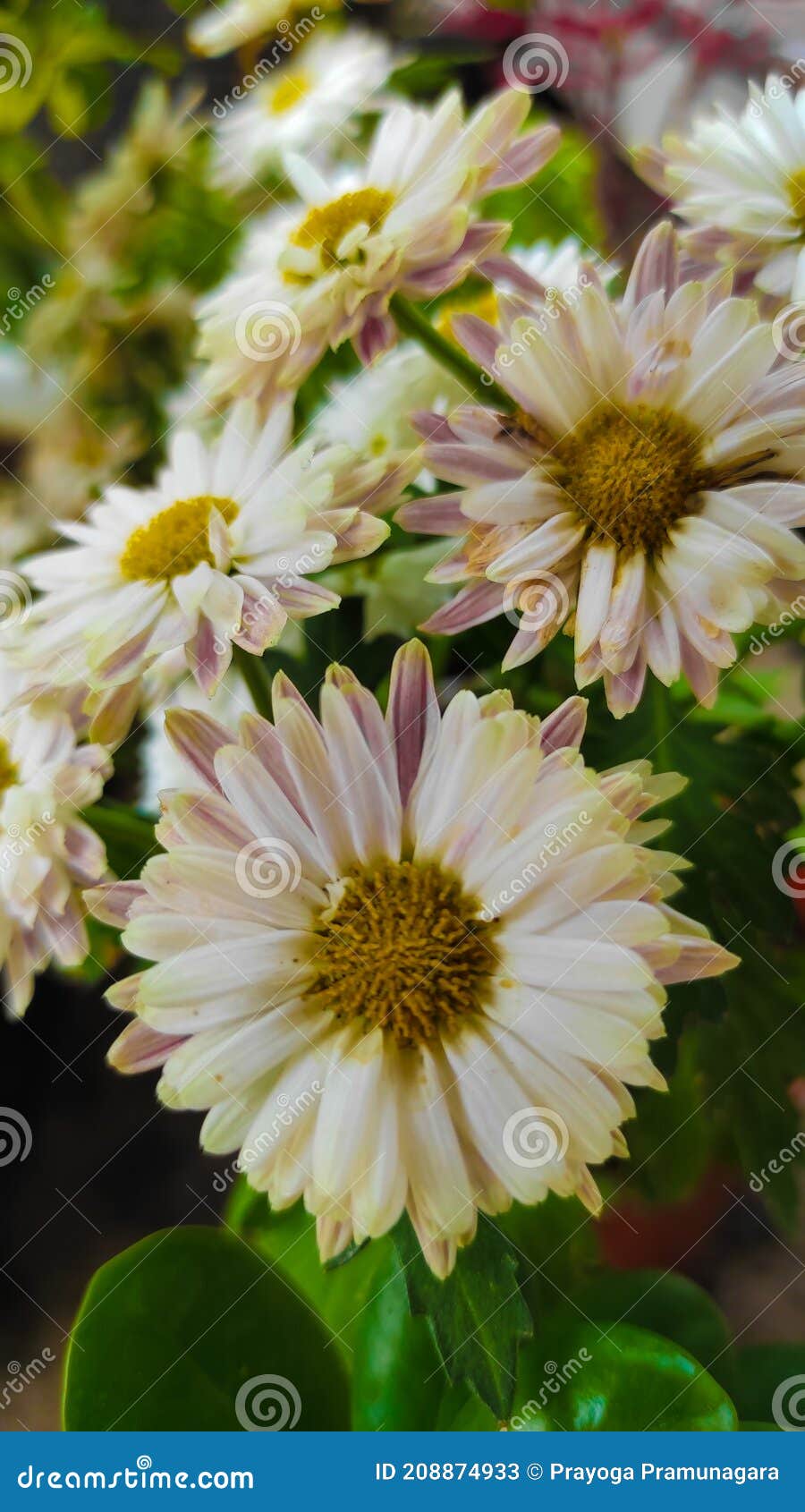 Daisy Flowers Bloom in the Garden Stock Image Image of petal, bloom