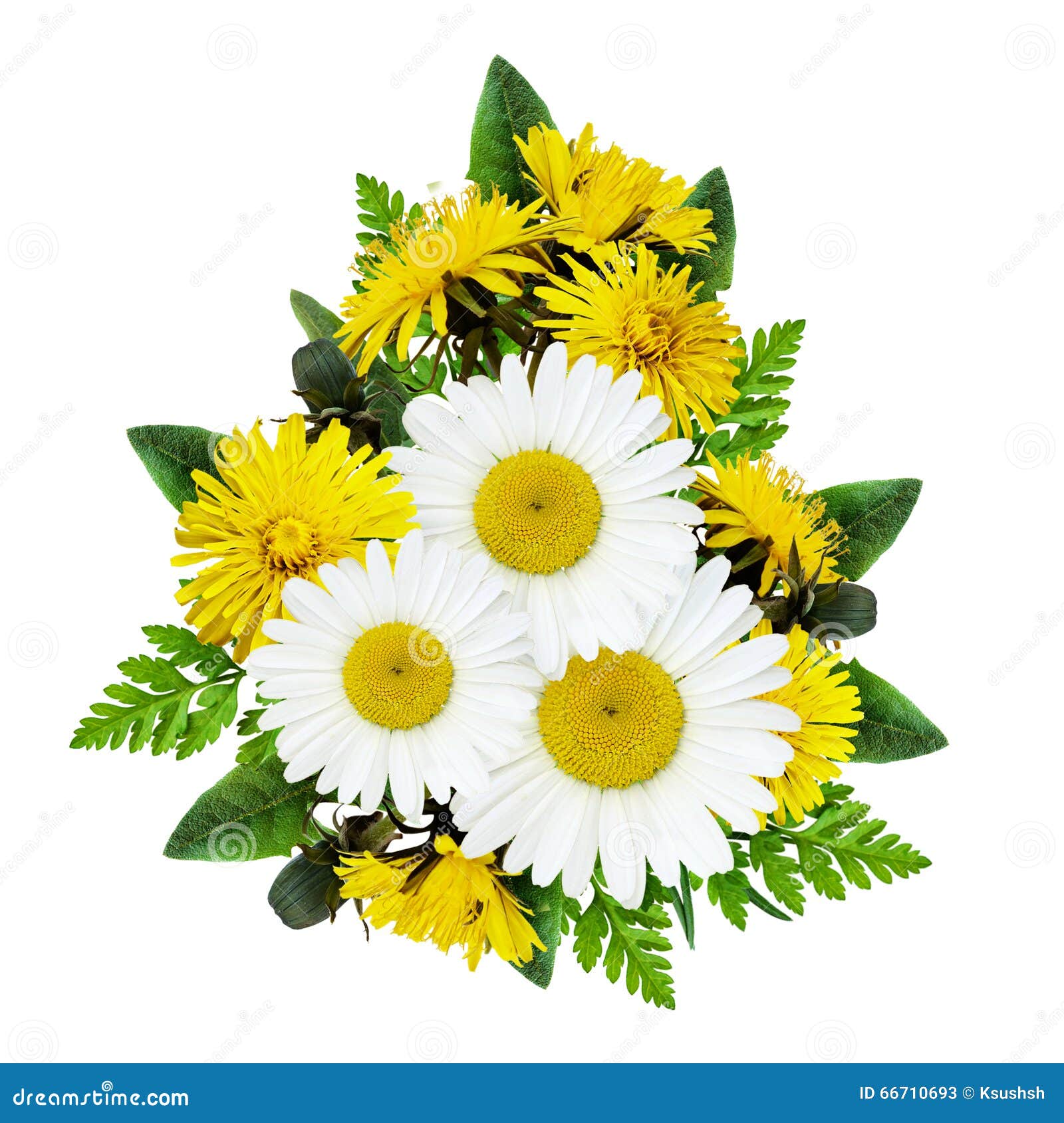 Daisy flowers bouquet stock image. Image of field, arrangement 66710693