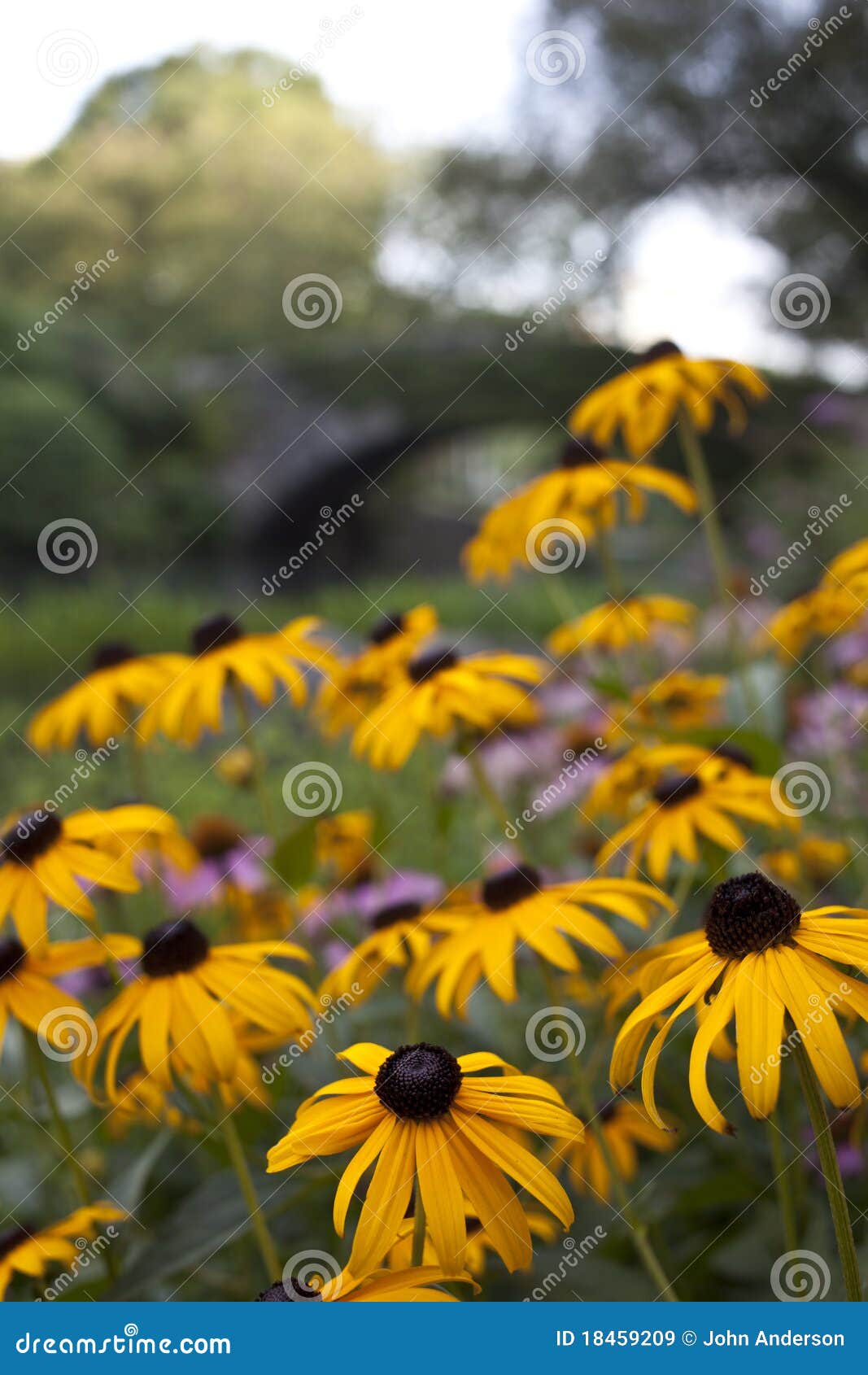 Daisy Flowers in Central Park Stock Image - Image of city, yellow: 18459209