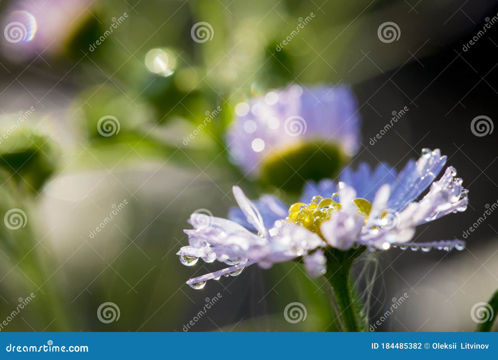 Daisy Flowers Covered with Dew Drops in a Meadow Stock Photo Image of