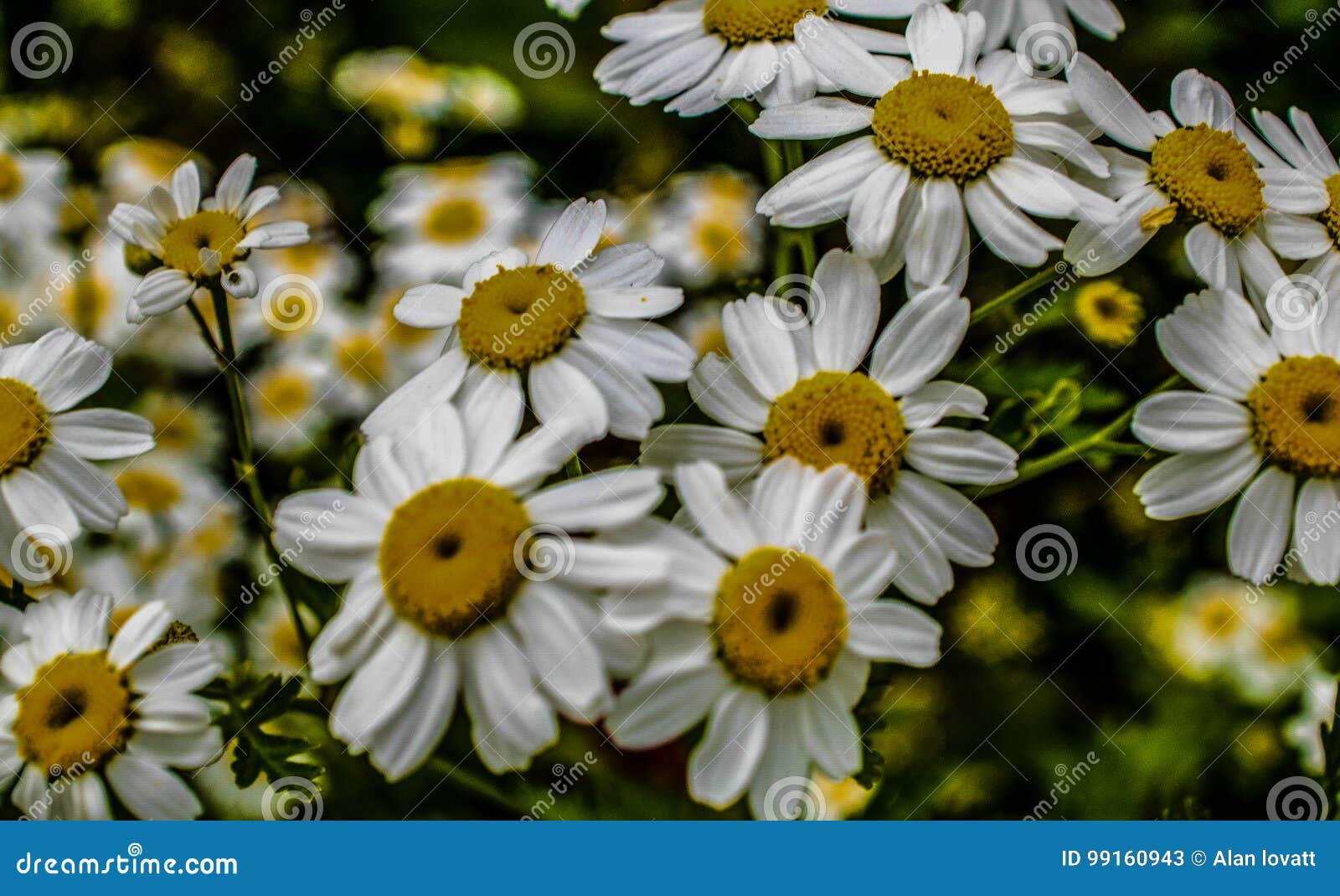 daisy flowers in a field bedfordshire macro lens