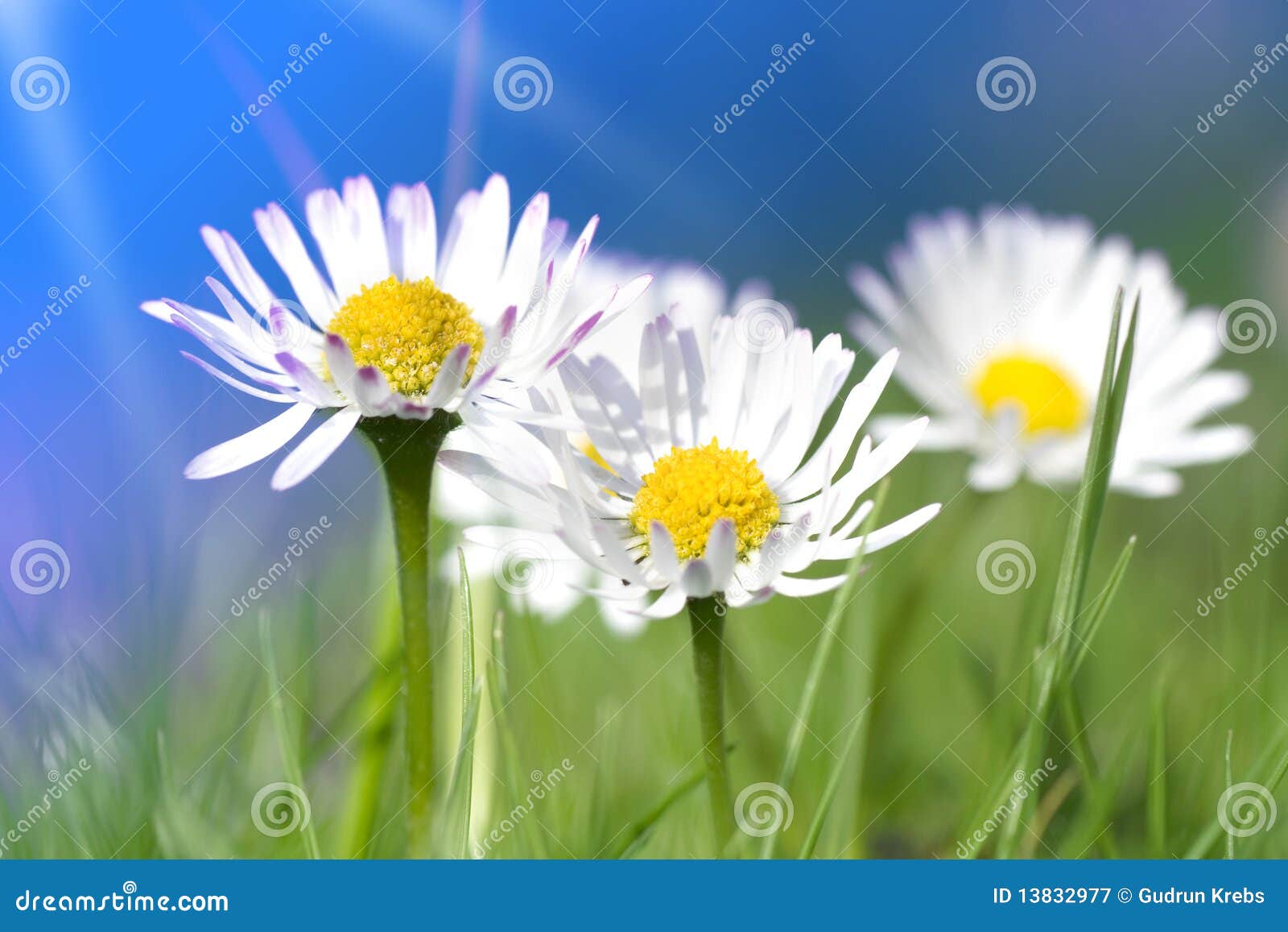 Group Of Daisy Flowers In Sunlight Stock Photo Image Of Botany FFD