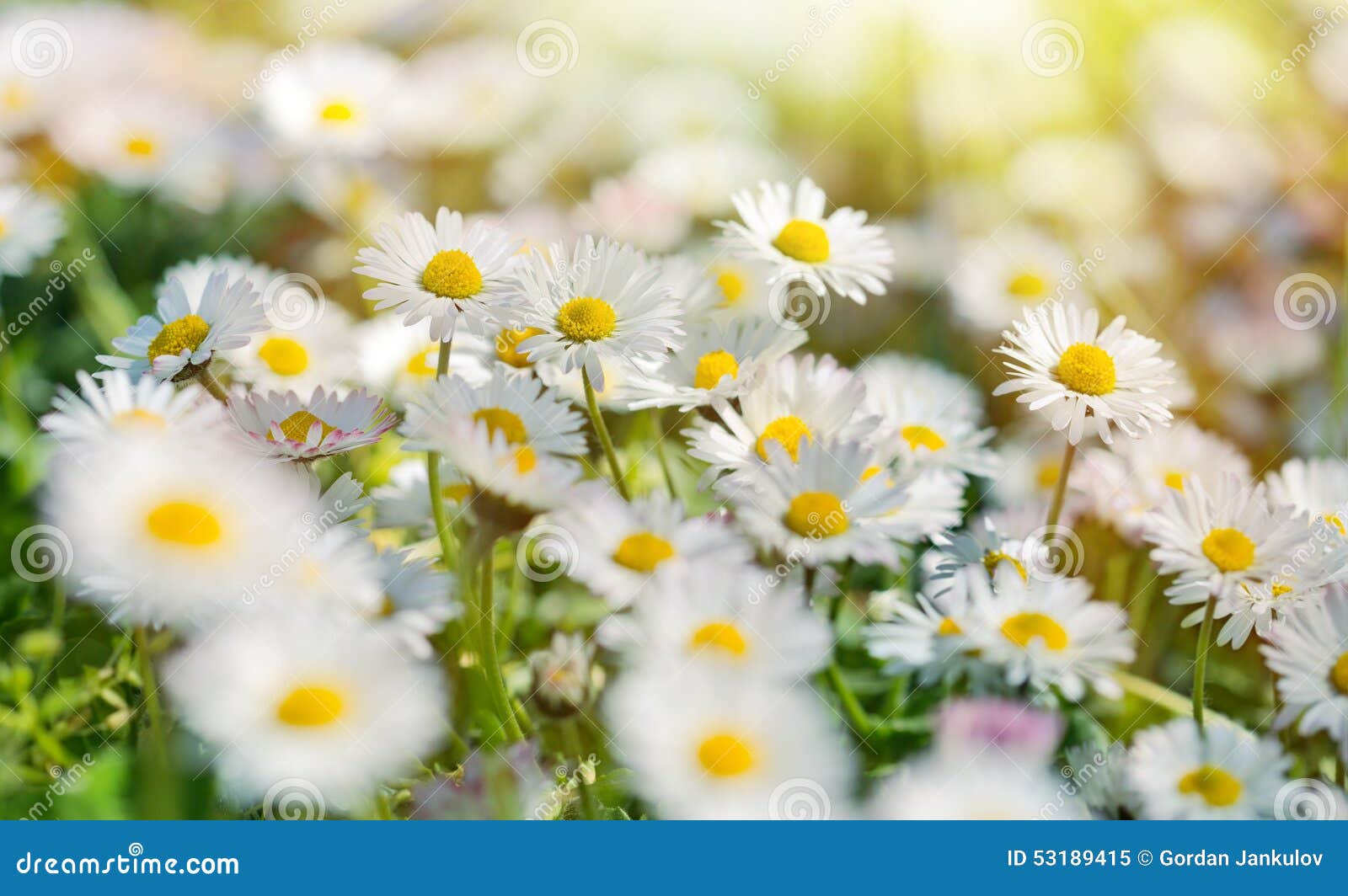 Daisy Flowers Lit by Sunbeams Sunrays Stock Image Image of