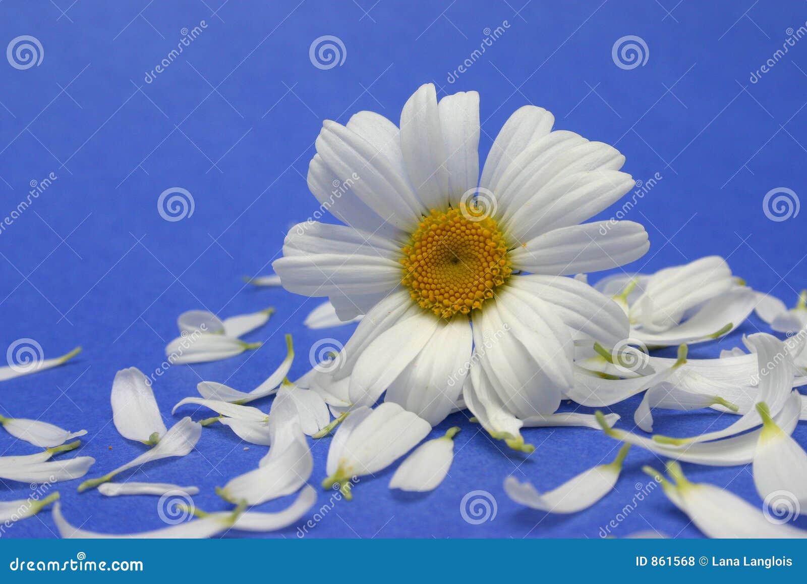 daisy flowers and petals