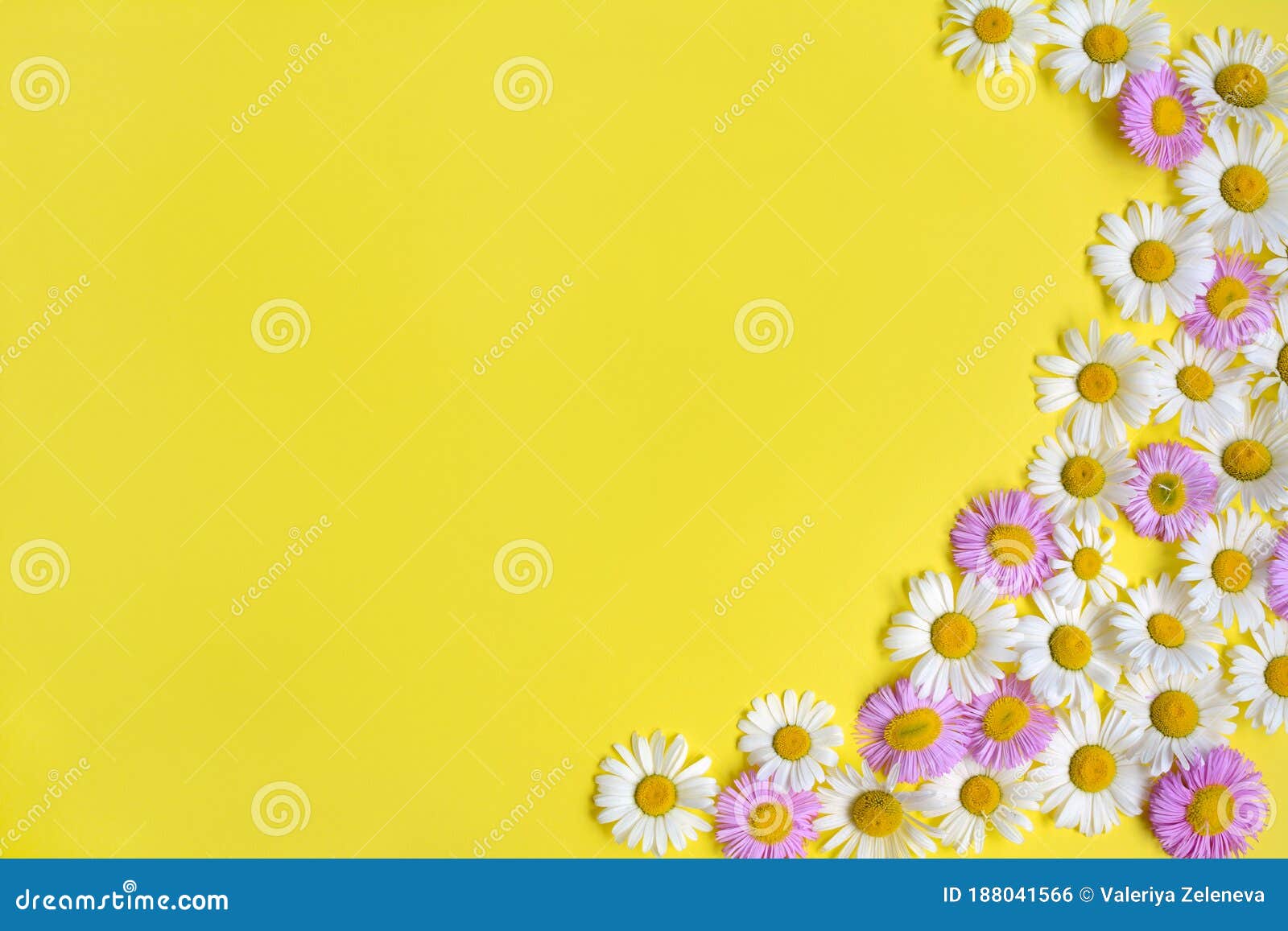 Daisy Flowers and Pink Flowers on a Yellow Background with Side ...