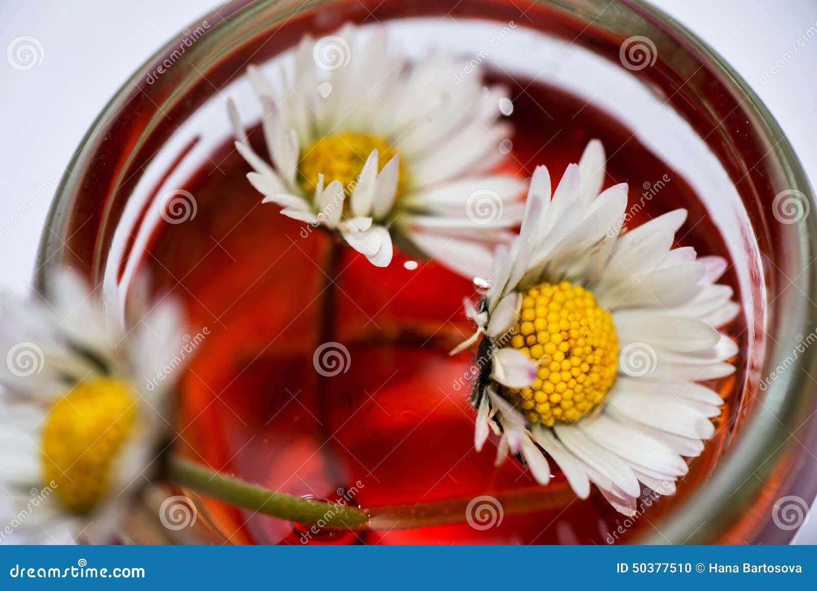 Daisy Flowers in Red Medicinal Elixir Stock Photo Image of petal