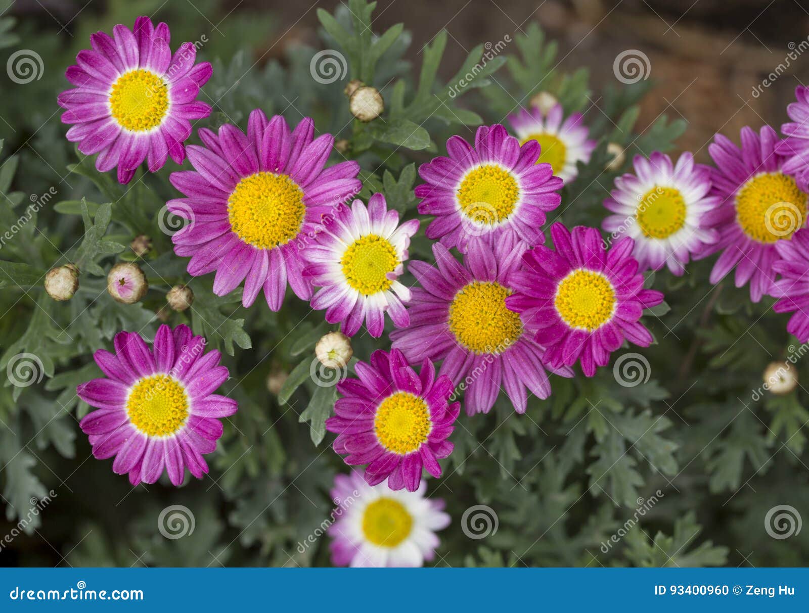 Daisy flowers stock photo. Image of large, flowers, daisies 93400960