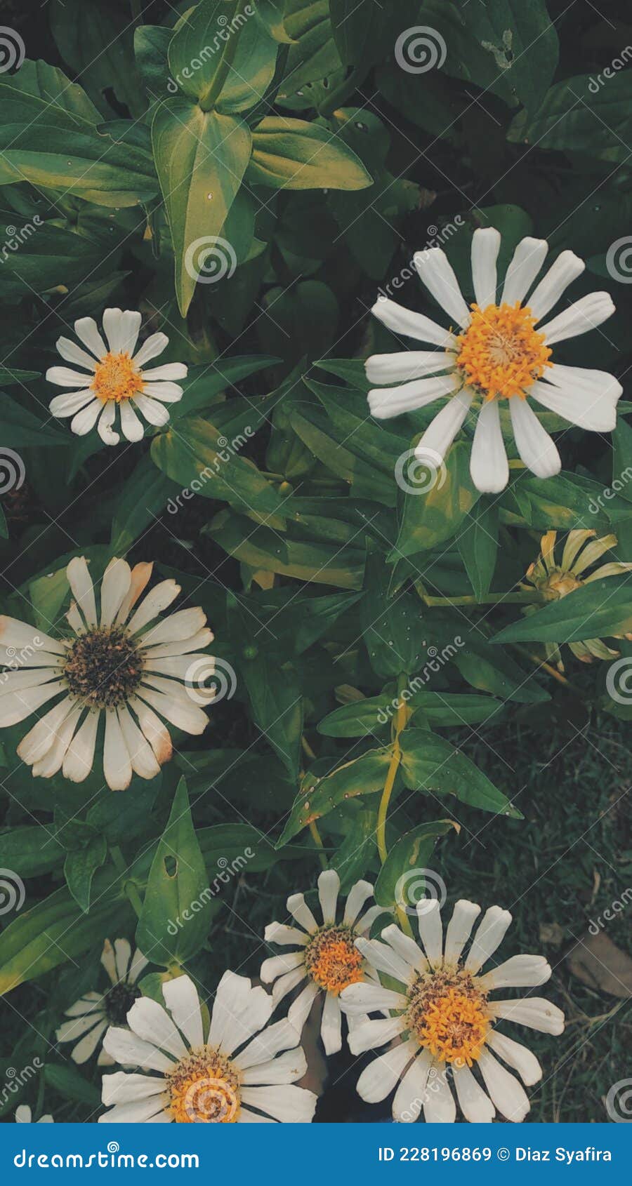 Love word Wallpaper 4K Daisy flowers Typography 8649