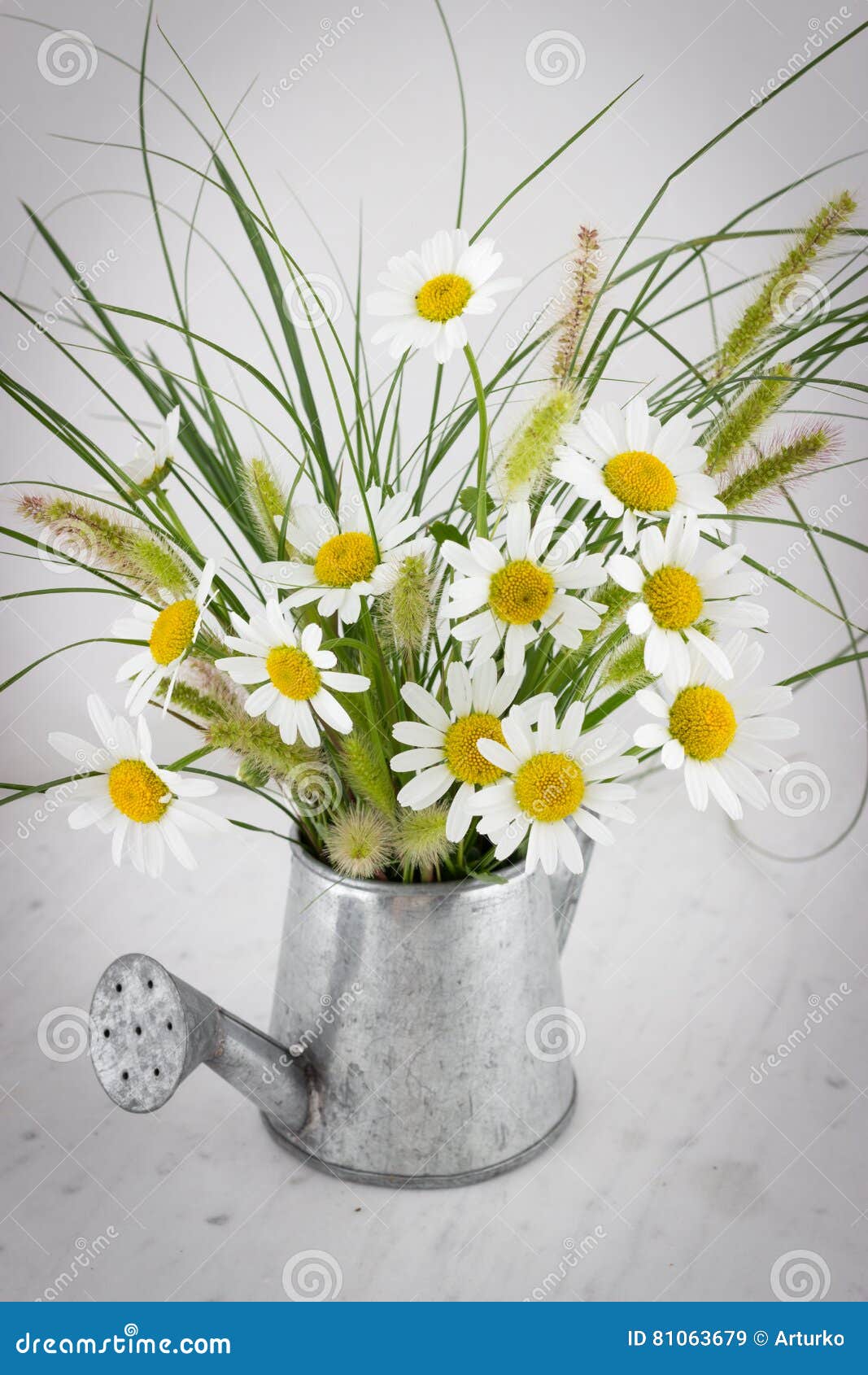 Daisy Flowers in Watering Can Stock Image Image of season, color