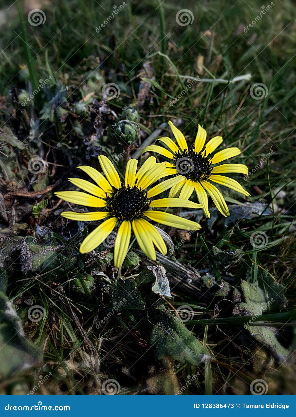 Daisy stock image. Image of pettles, weeds, flowers 128386473