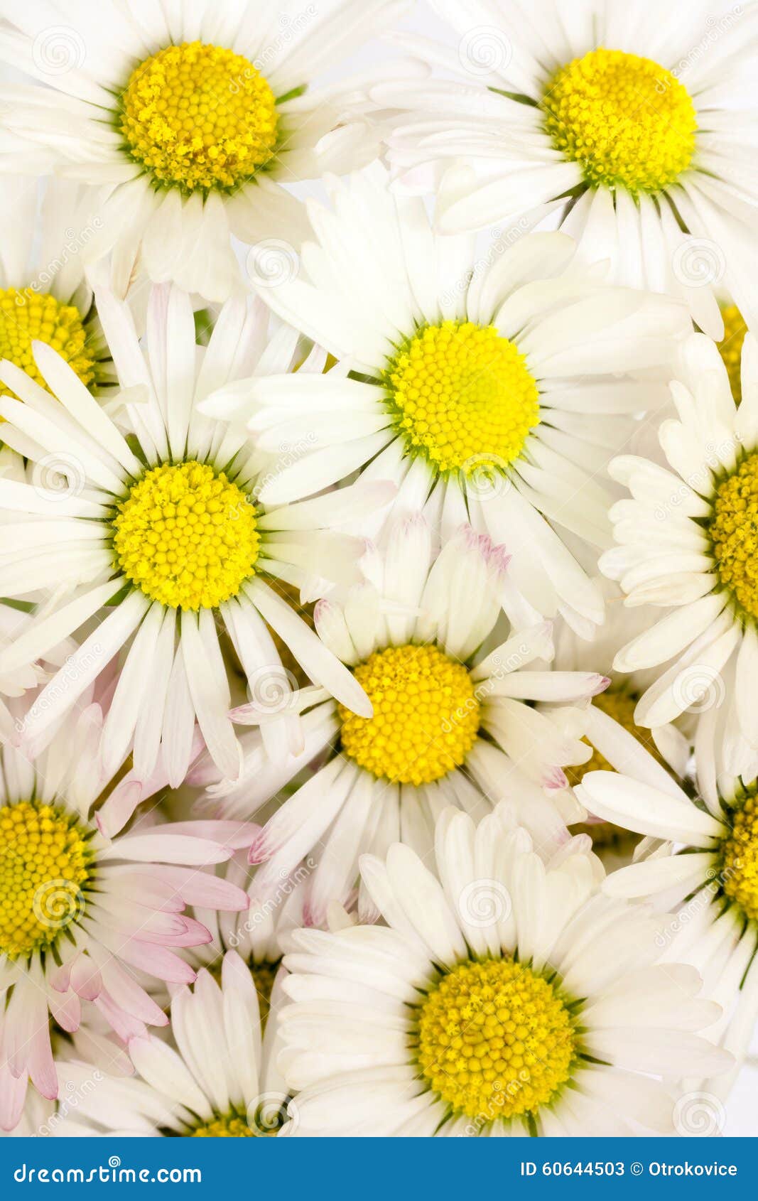 Daisy flowers stock image. Image of lawn, shot, sunny 60644503