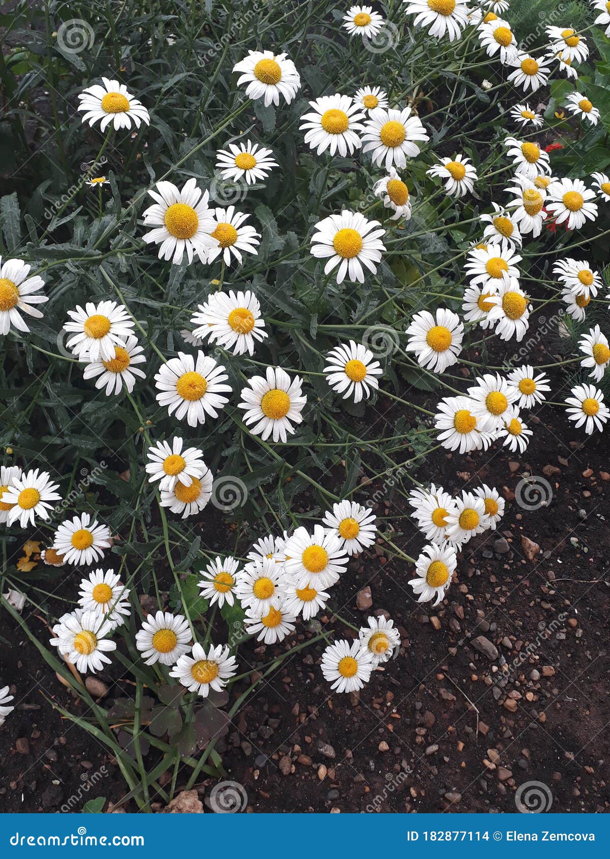 Daisy in garden stock photo. Image of bouquet, flower 182877114