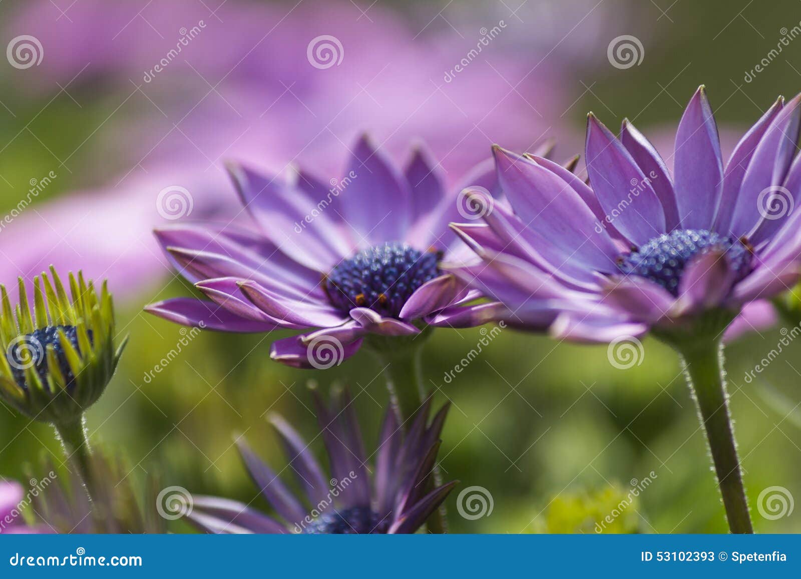 Daisy in the garden stock image. Image of botany, pistil 53102393