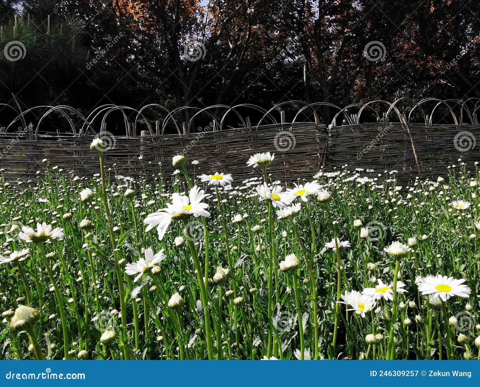 Daisy in a garden stock image. Image of leaf, woodland 246309257