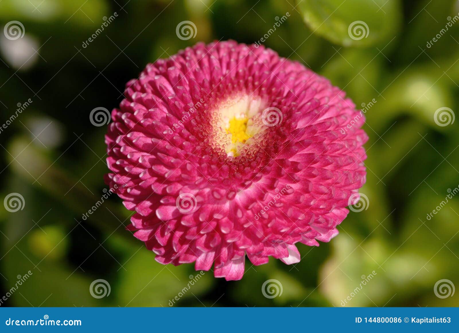 Daisy in the Garden in Early Spring Stock Photo Image of view