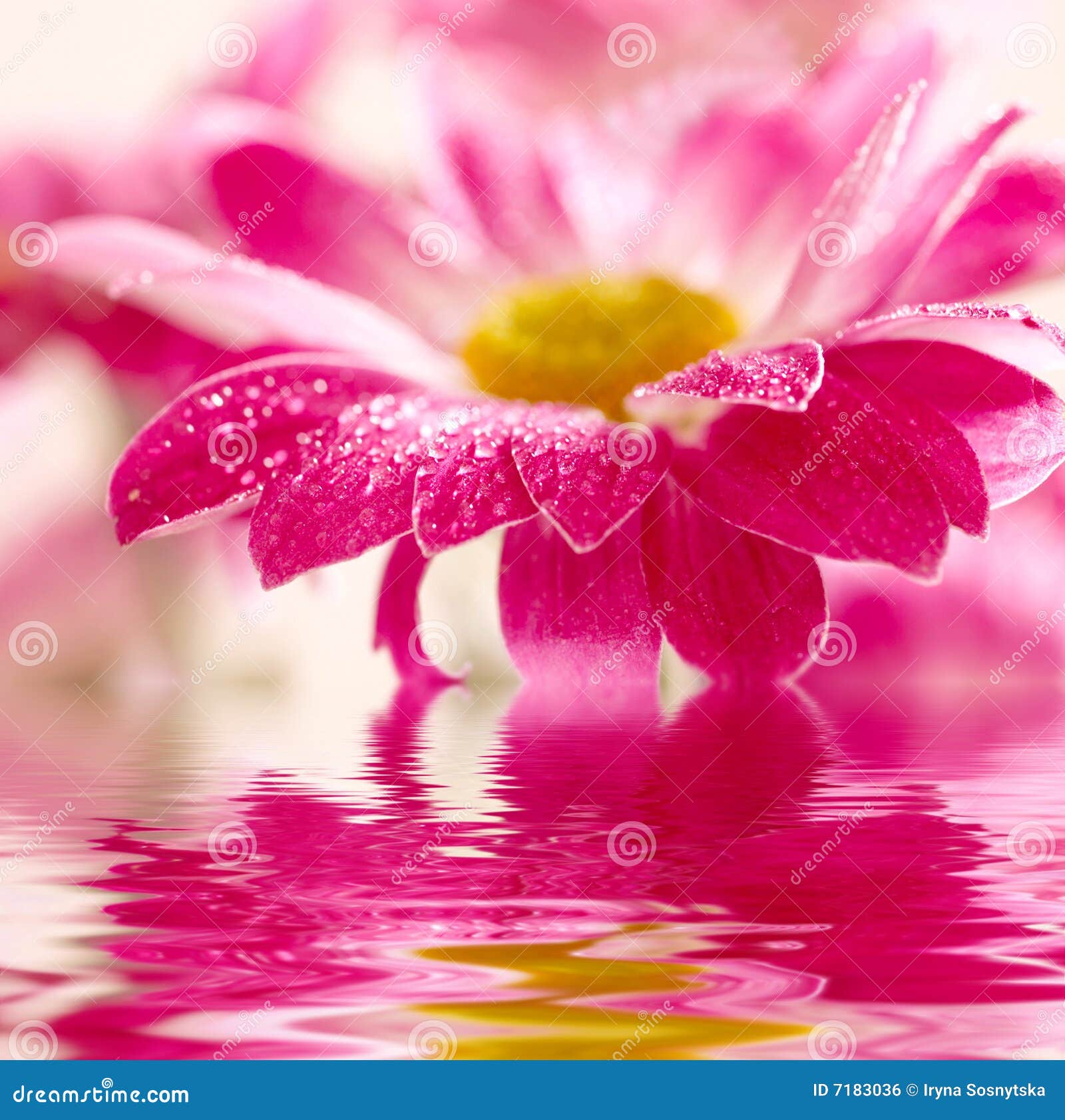 Daisygerbera Reflected in Water Stock Photo Image of flower, blooms 7183036