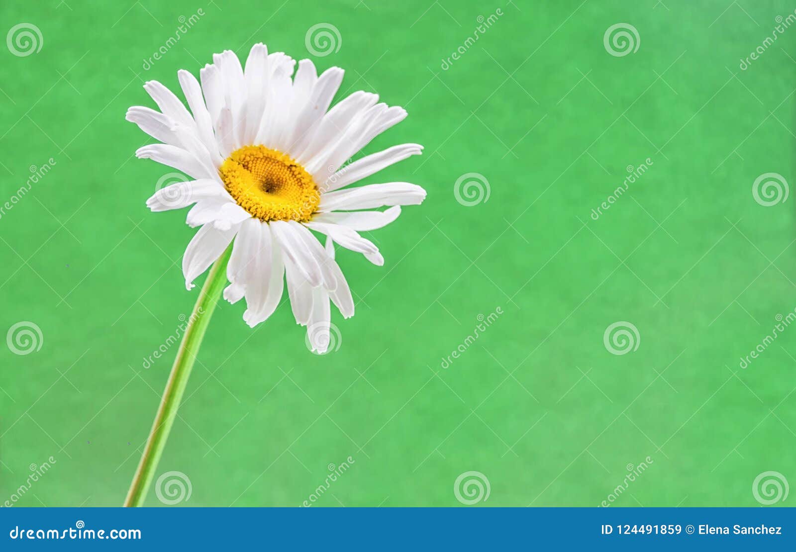 A Daisy on Green Background Stock Image Image of flower, isolated 124491859