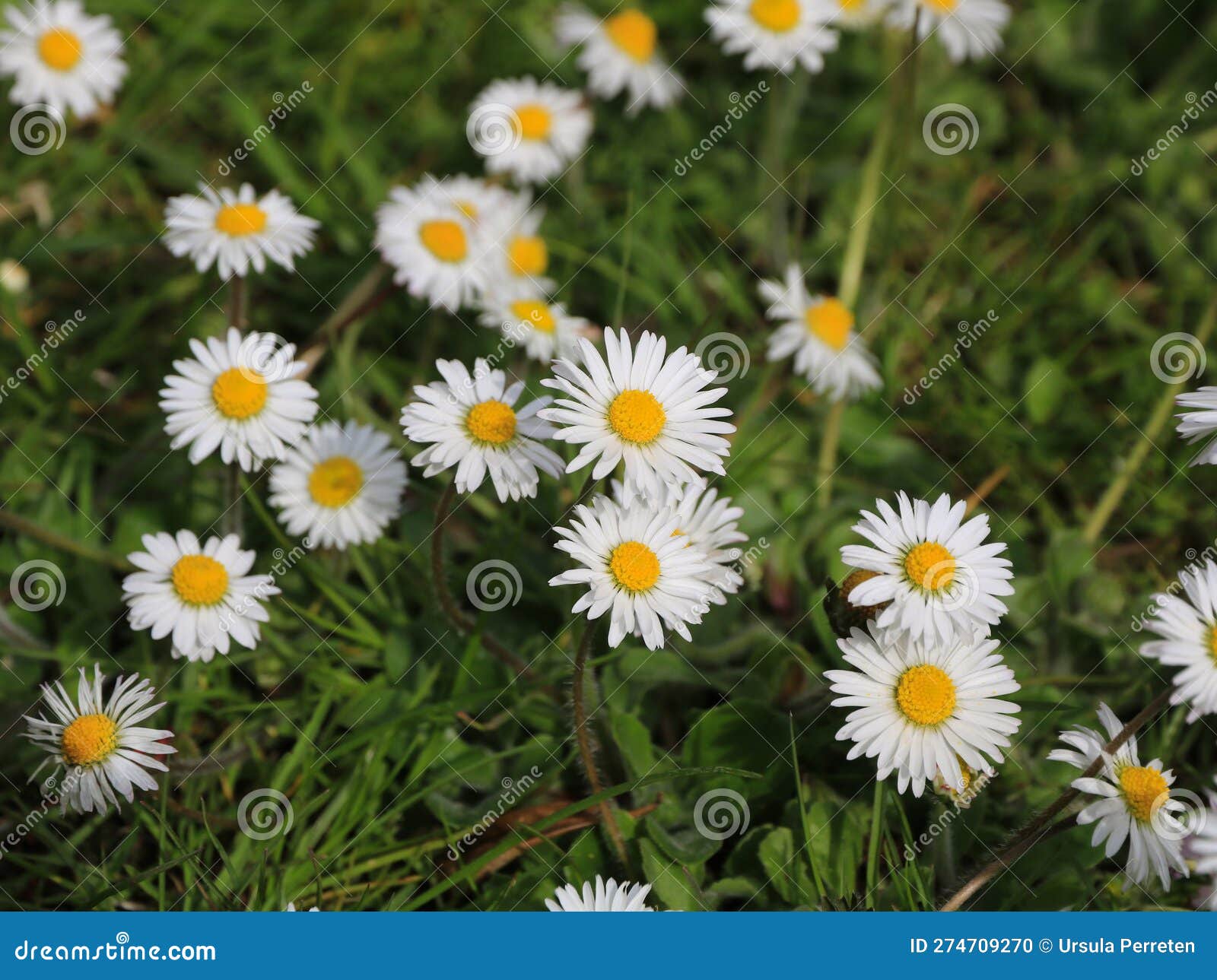 Daisy growing on a meadow stock photo. Image of seasonal 274709270