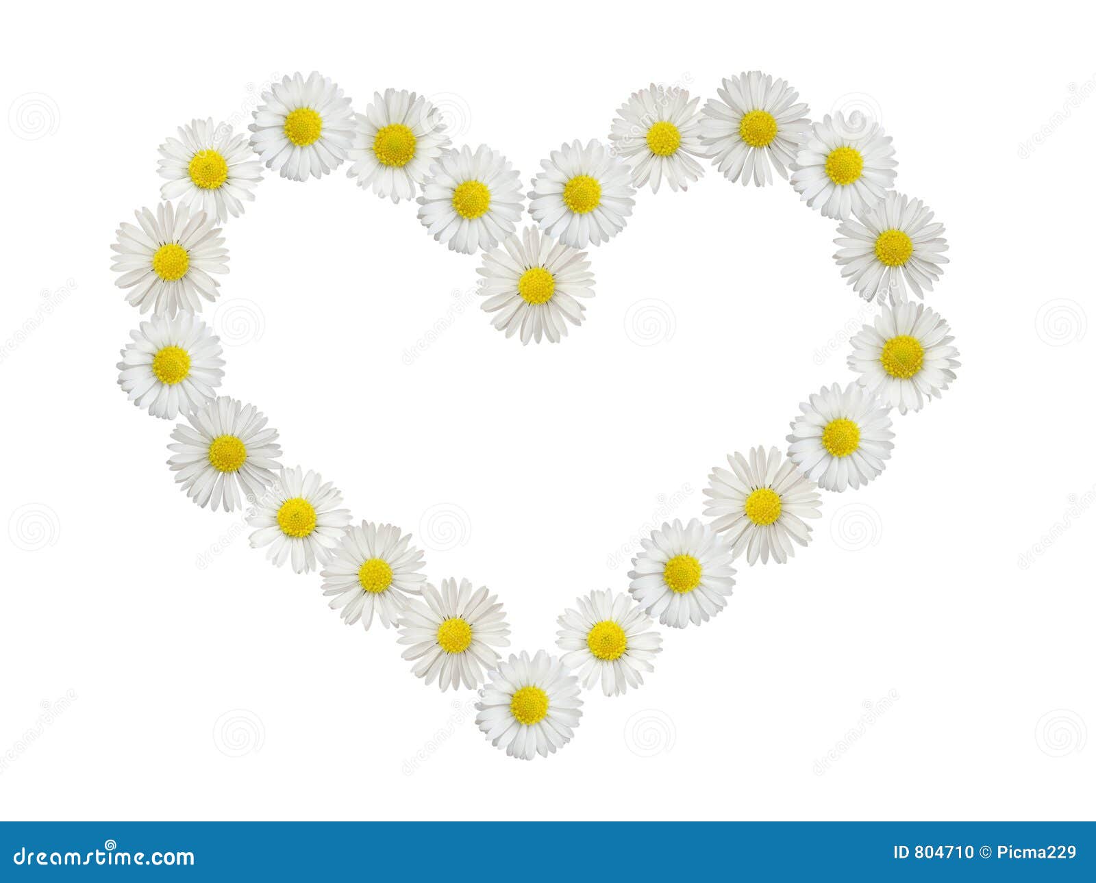 Daisy Heart Isolated Stock Photo Image 804710