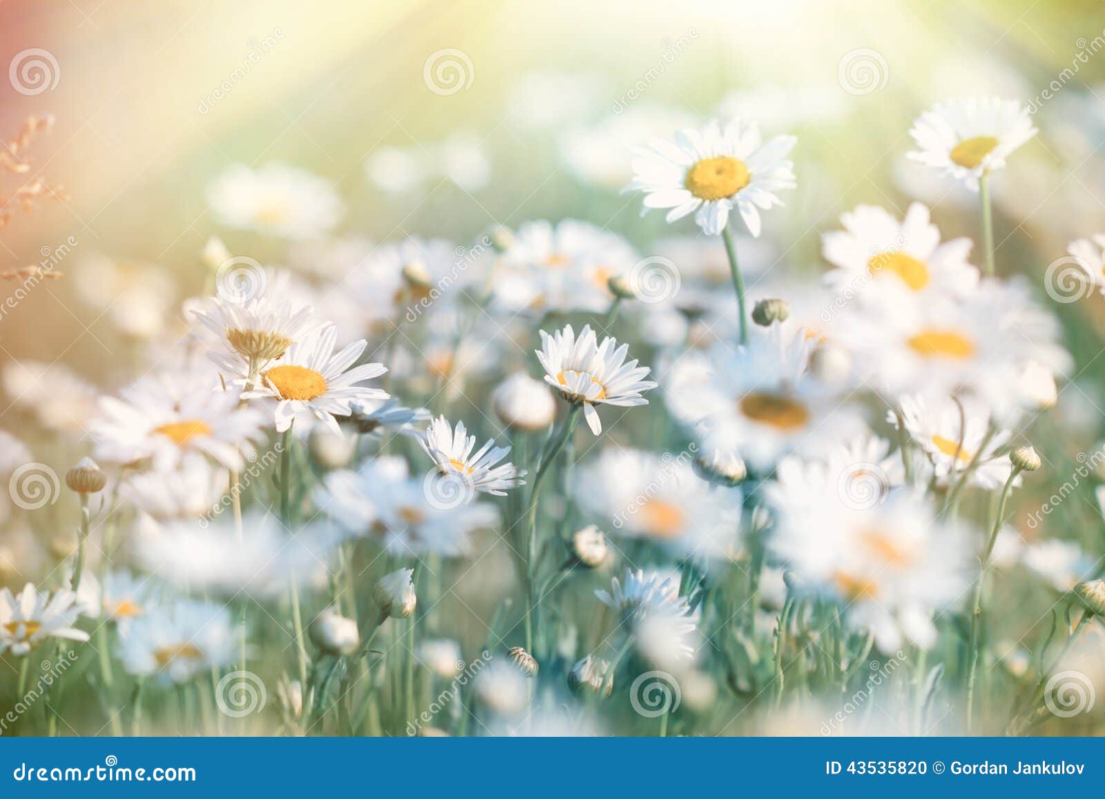 Daisy Illuminated by Sunbeams Stock Photo Image of illuminated