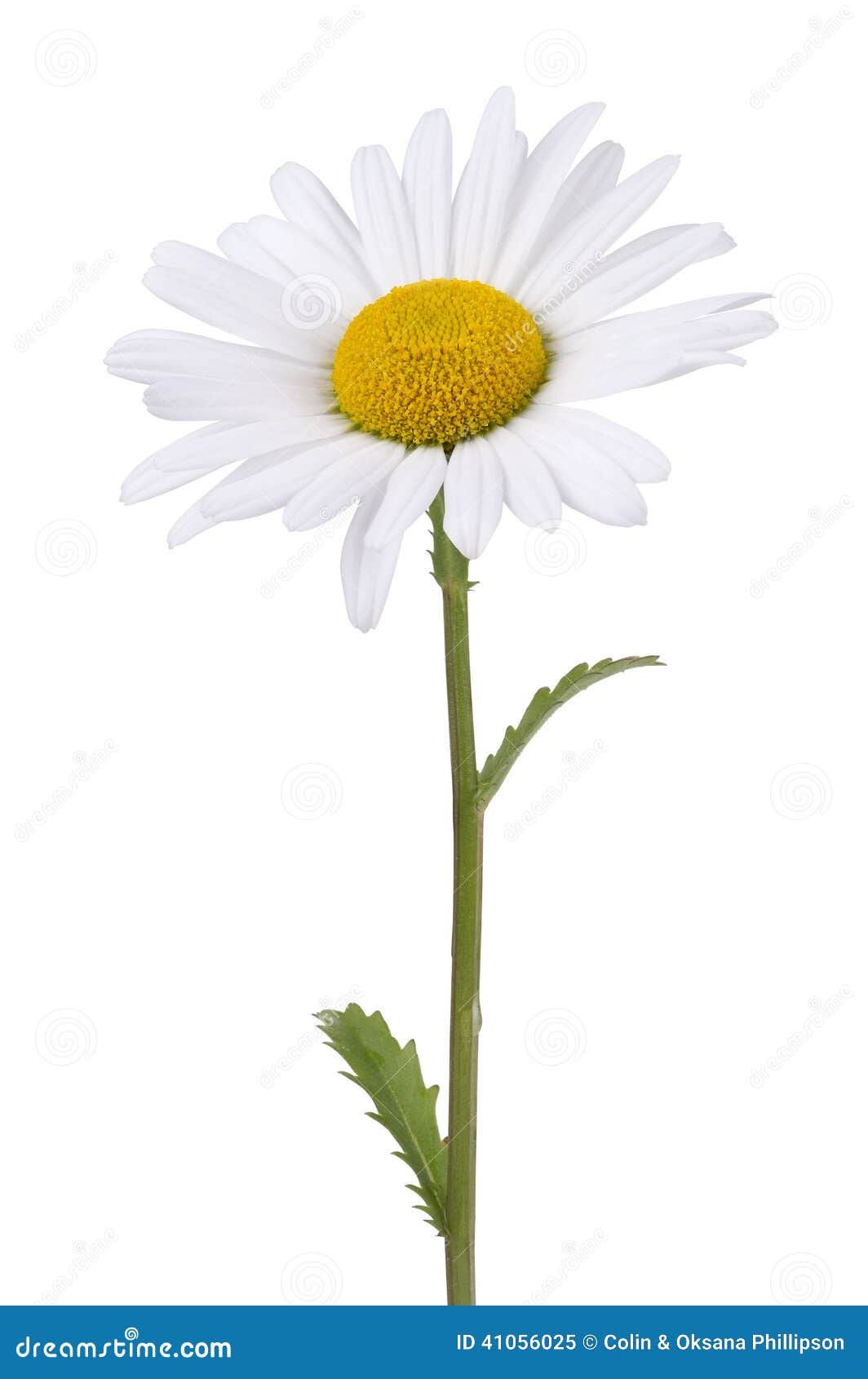 daisy  on white