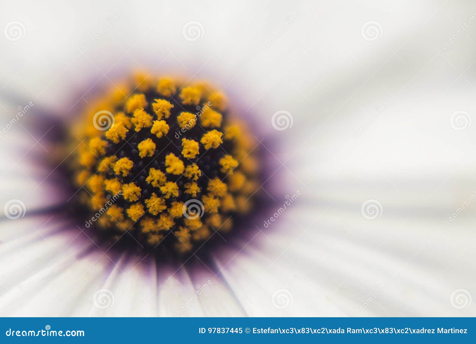 daisy macro