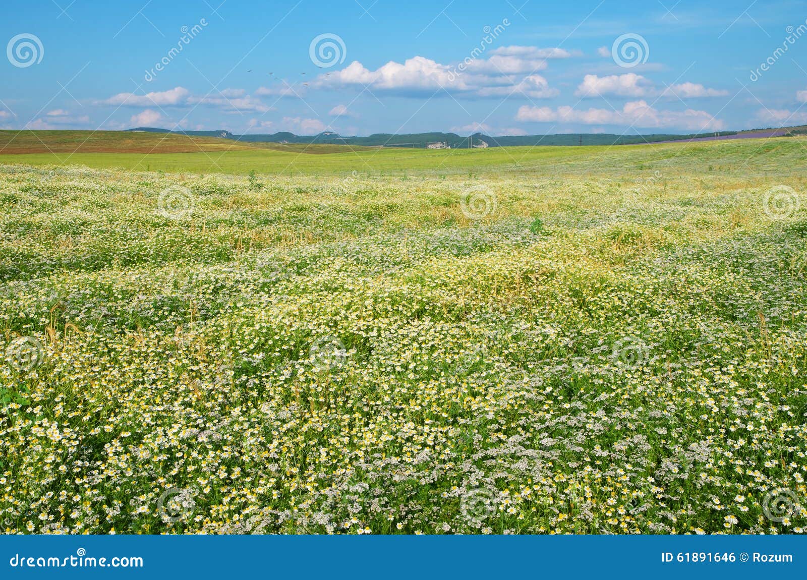 Daisy Meadow foto de archivo. Imagen de planta, crecimiento 61891646